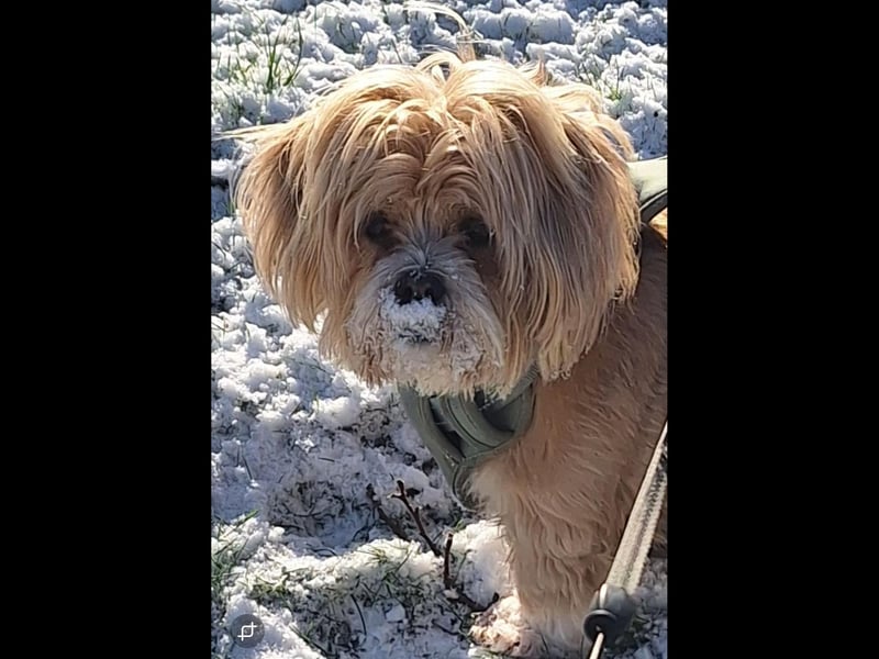 The second wintry photo shared with The Standard by Marie Jeffrey, showing Phoebe.