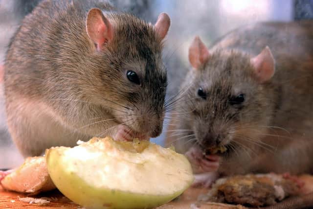 Rats nibble on discarded food in central London as The Keep Britain Tidy Campaign announced that the UK rat population had increased by 24% to 60 million, due mainly to the rise in fast food litter. * The group is launching a campaign to encourage those using takeaways, food halls and concession stands to bin unwanted food rather than dump it on the streets.