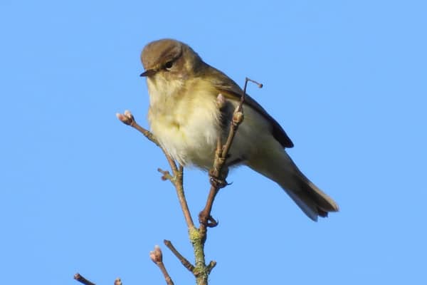 ​A fine photo of a chiff chaff, courtesy of regular contributor Ivan Dunstan.