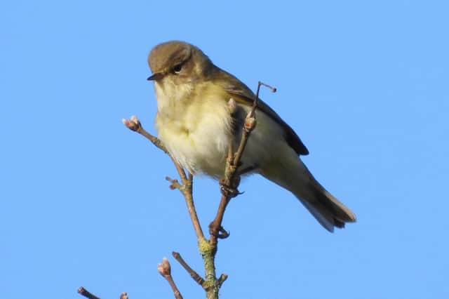 ​A fine photo of a chiff chaff, courtesy of regular contributor Ivan Dunstan.