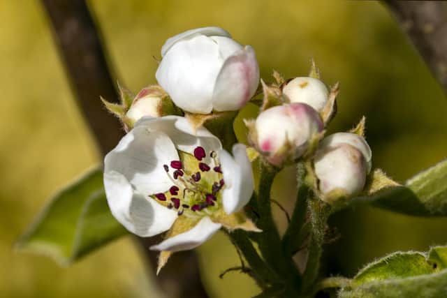 Pear blossom trees will be in bloom at Gunby. Photo: Hugh Mothersole