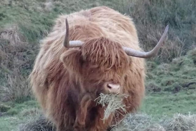 A charming snap by Andrew's Photography shows this Highland bull tucking into some lunchtime hay.