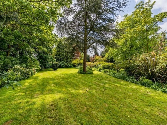 More of the garden.