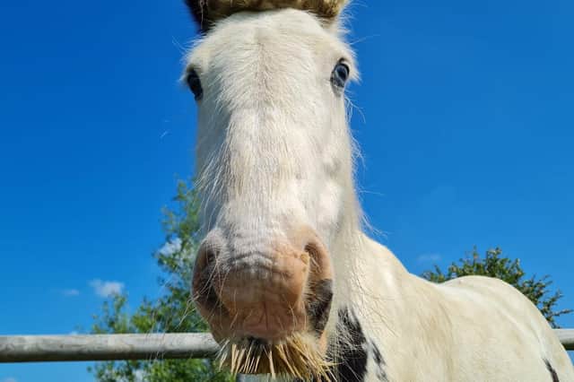 Every purchase of a Gift Card with a Difference provides essential care for all Bransby’s horses, ponies, donkeys and mules