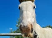 Every purchase of a Gift Card with a Difference provides essential care for all Bransby’s horses, ponies, donkeys and mules