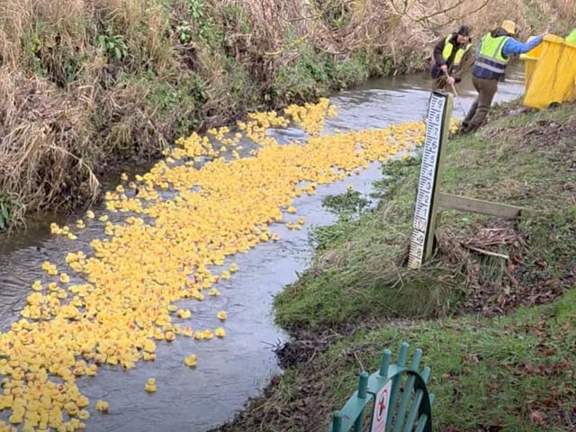 Nearly 2,000 ducks were released this year. Photo: Ron Folgate