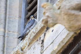 A peregrine falcon spotted on the ancient stonework at St James's Church in Louth.