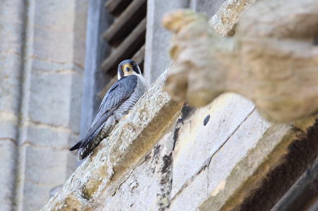 A peregrine falcon spotted on the ancient stonework at St James's Church in Louth.