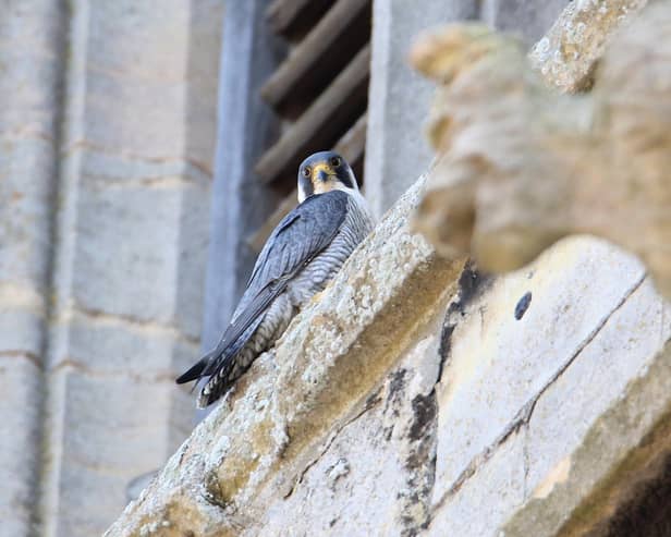 A peregrine falcon spotted on the ancient stonework at St James's Church in Louth.