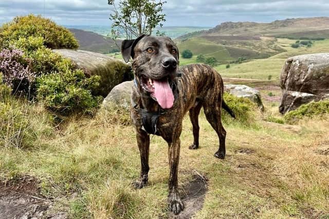 A happier dog - Beau the cane corso. Photo: RSPCA