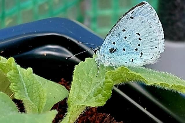 A butterfly on a courgette leaf.