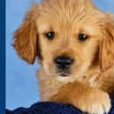 Barratt the guide dog puppy is on his way to helping a blind or partially sighted person.