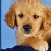 Barratt the guide dog puppy is on his way to helping a blind or partially sighted person.