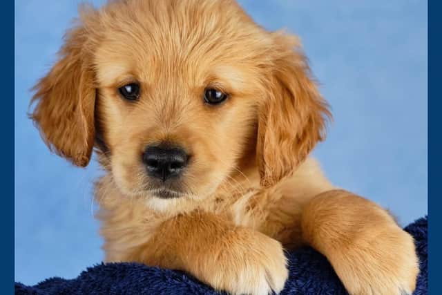 Barratt the guide dog puppy is on his way to helping a blind or partially sighted person.