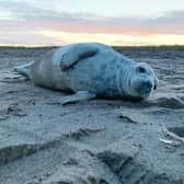 Seals you may spot on the beach may just be resting, Skegness Natureland says.