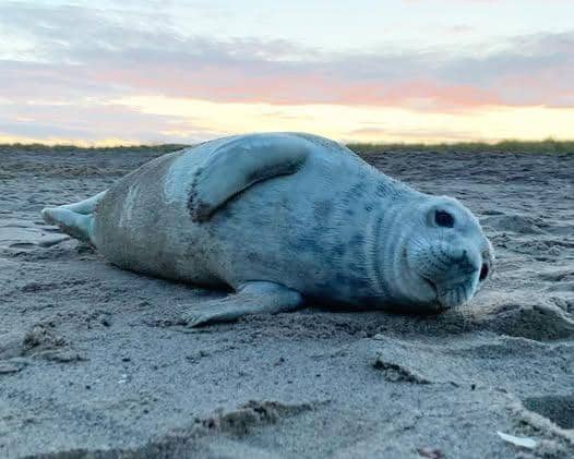 Seals you may spot on the beach may just be resting, Skegness Natureland says.