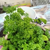 Shop-bought parsely can be grown on windowsills.