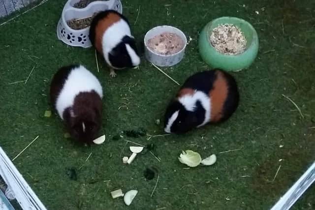 Flash, Boris and Blaze - three of the guinea pigs that sadly died in the blaze.