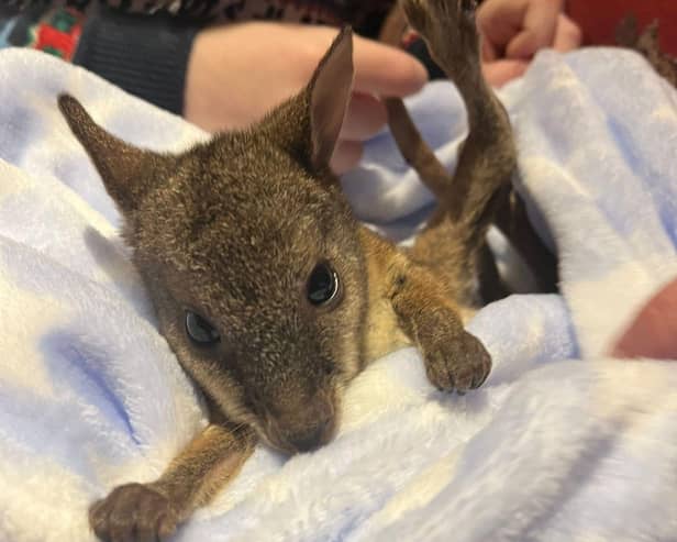 Wally the wallaby was hand-reared by the team at the Tropical Butterfly House following an injury.