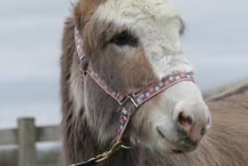 Can you help find a partner for Benny the donkey?