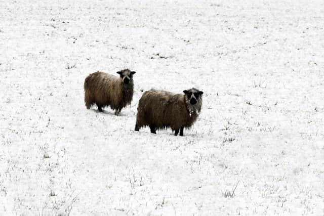 Sheep braving the snow in Harrogate back in 2009