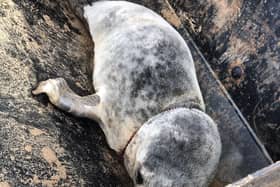 The injured seal found near Donna Nook MOD air weapons range. Photo: LWT