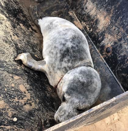 The injured seal found near Donna Nook MOD air weapons range. Photo: LWT