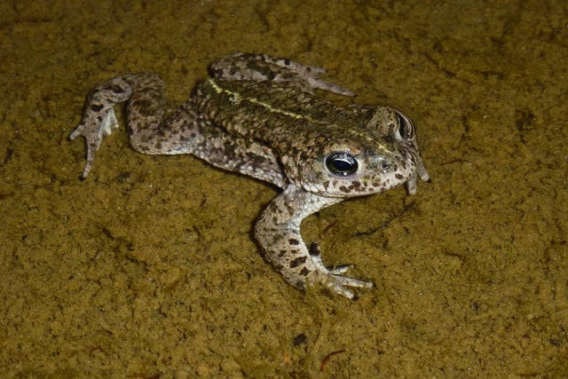 The appeal is to save Lincolnshire's wildlife, such as this Natterjack. Credit Matt Blissett
