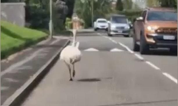 Watch: Runaway rhea causes havoc as it sprints through UK village