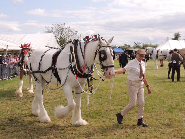 Traditional heavy horse turnouts are always popular.