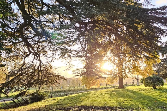 A great shot from Janet Hughes shows the sunlight glinting through the trees during a visit to Wollaton Hall.