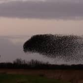 More than 20,000 starlings are currently putting on spectacular displays at RSPB Frampton Marsh, near Boston. Picture:  Daniel Youngs