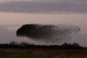 More than 20,000 starlings are currently putting on spectacular displays at RSPB Frampton Marsh, near Boston. Picture:  Daniel Youngs