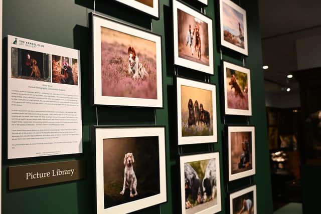 Kirsty's Kennel Club exhibition.