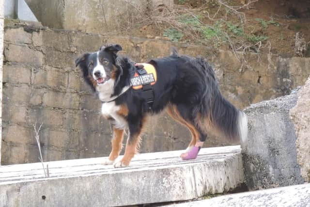 Search dog Colin.