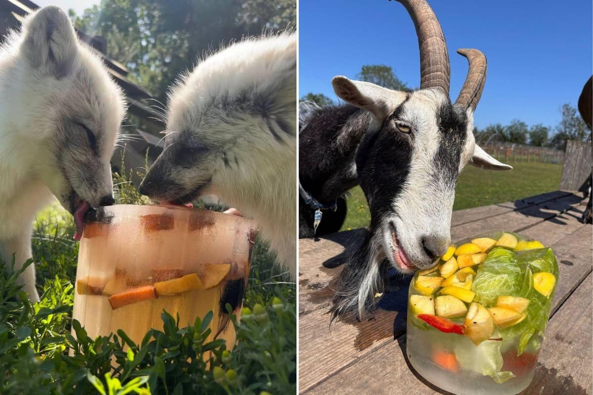 WATCH: Staff at wildlife sanctuary in Lincolnshire show how they keep ...