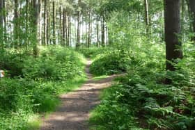 Willingham Woods near Market Rasen.
