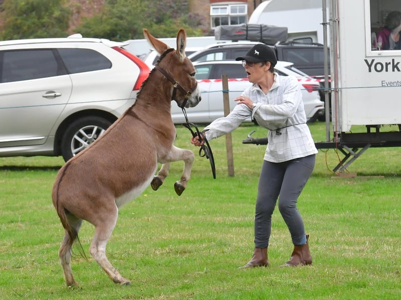Lively donkey judging