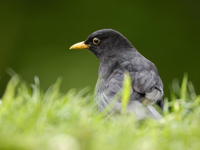 Blackbirds were among the top five birds of 2024. Photo: Ray Kennedy (rspb-images.com)