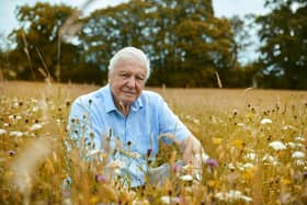 Sir David Attenborough says nature in the British Isles can be as dramatic and spectacular as anything else he’s seen across the world