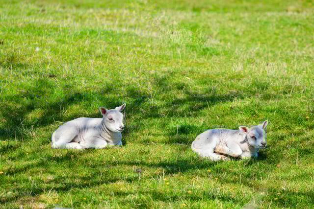 Dave Long was in the right place at the right time to see these lambs enjoying a spot of spring sunshine.