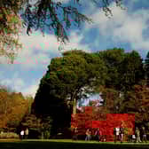 Visitors walk through Westonbirt Arboretum in the Cotswolds near Tetbury. Picture: Dan Istitene/Getty Images.