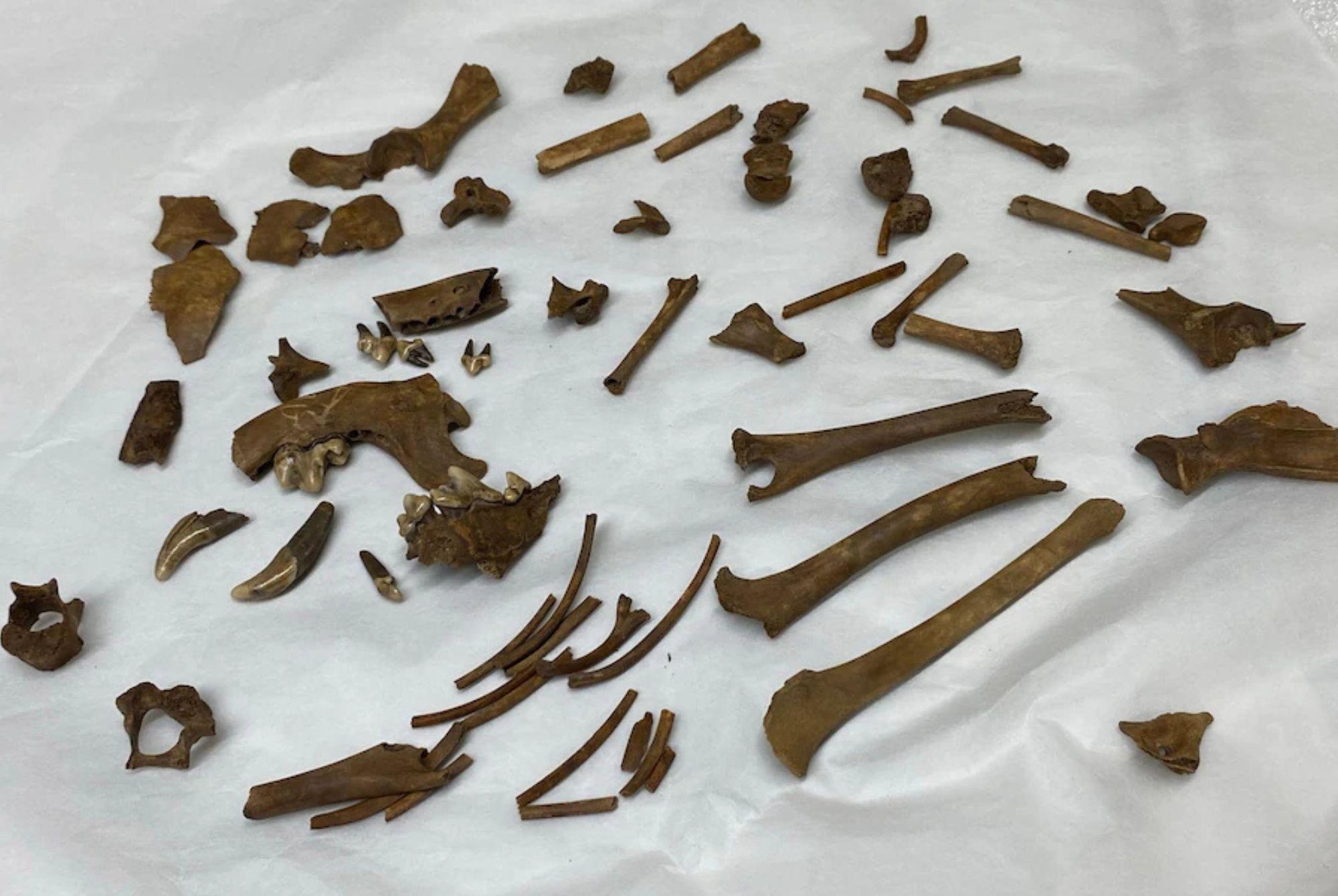 Archaeologists digging in Lincolnshire field unearth 'very unusual' skeletal remains