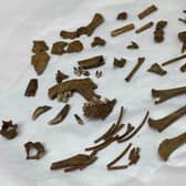 The "very unusual" skeletal remains of the small 'lap dog'.