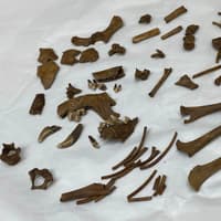 Archaeologists digging in Lincolnshire unearth 'very unusual' skeletal remains