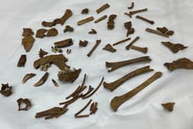The "very unusual" skeletal remains of the small 'lap dog'.
