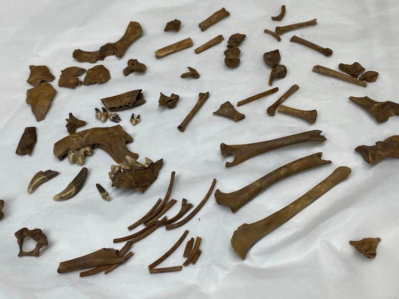 The "very unusual" skeletal remains of the small 'lap dog'.