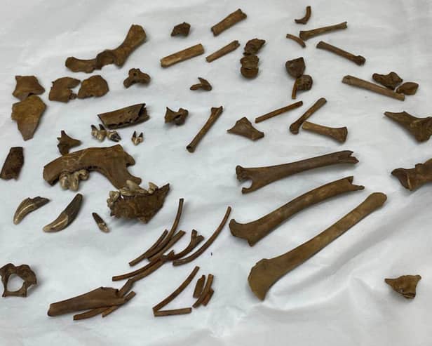 The "very unusual" skeletal remains of the small 'lap dog'.