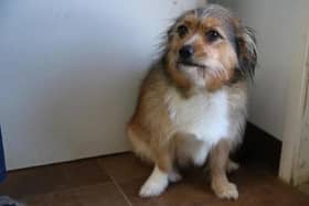 Julie Doorne and fellow campaigners are calling for stronger rules on fireworks to protect animals from harm. Photo supplied