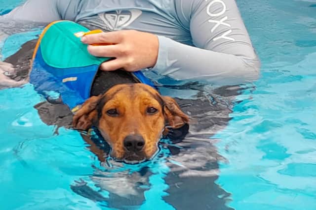 Luna taking part in hydrotherapy sessions for her legs.